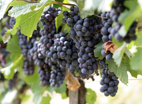 Внесено зміни до Порядку використання коштів, передбачених у державному бюджеті для розвитку виноградарства, садівництва і хмелярства
